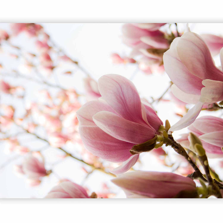 Wall Mural Pink Magnolia - Magnolia Flowers against Trees and a Blue Sky 60421 additionalImage 1