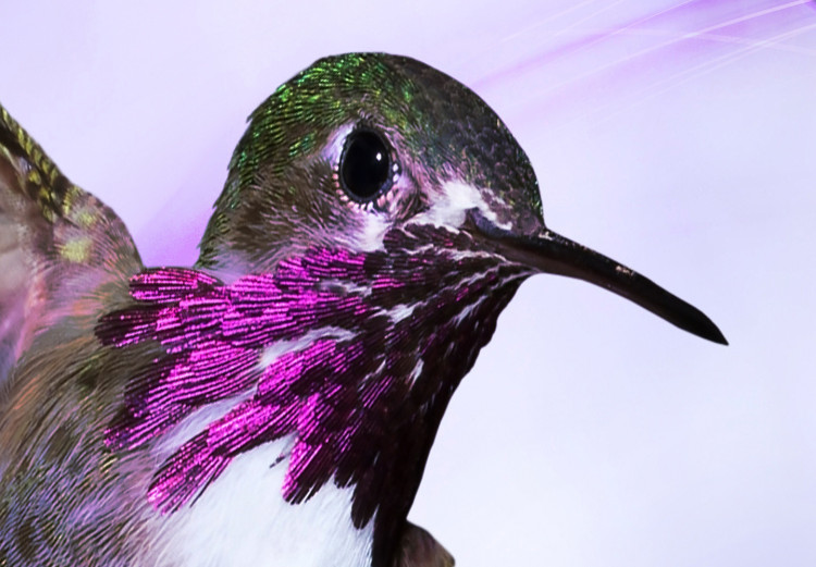 Photo Wallpaper Flying hummingbirds - flying birds motif among flowers in purple 108031 additionalImage 7