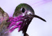 Photo Wallpaper Flying hummingbirds - flying birds motif among flowers in purple 108031 additionalThumb 7
