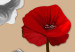 Canvas Print White and red poppies - triptych with flowers on a brown background 128831 additionalThumb 4