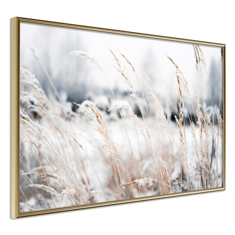 Wall Poster Land of Ice - winter landscape of a meadow with golden plants on a light background 129831 additionalImage 12