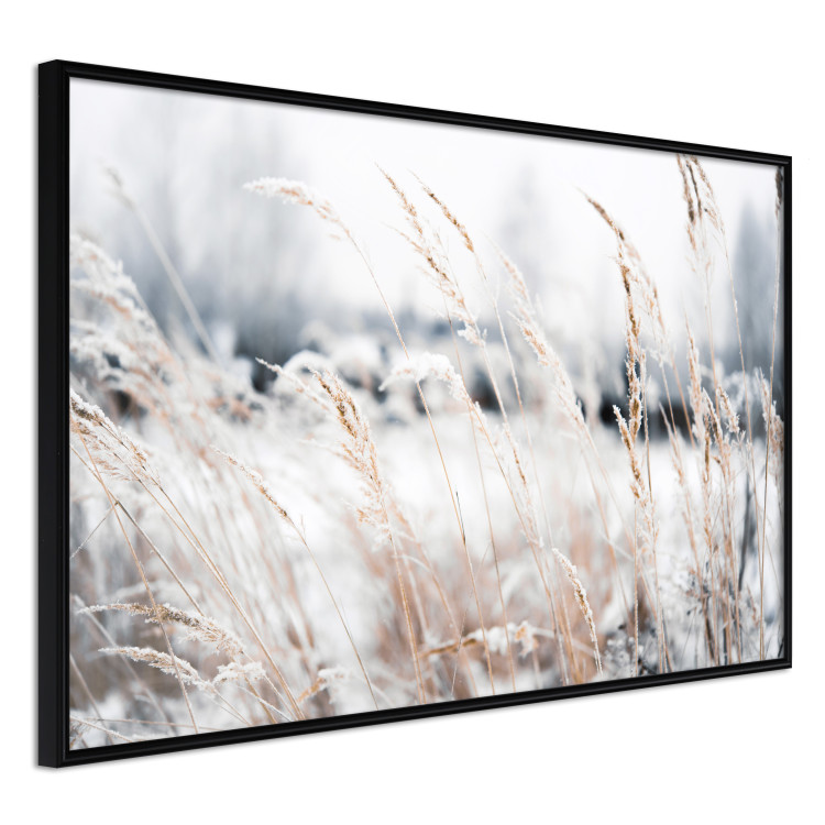 Wall Poster Land of Ice - winter landscape of a meadow with golden plants on a light background 129831 additionalImage 11