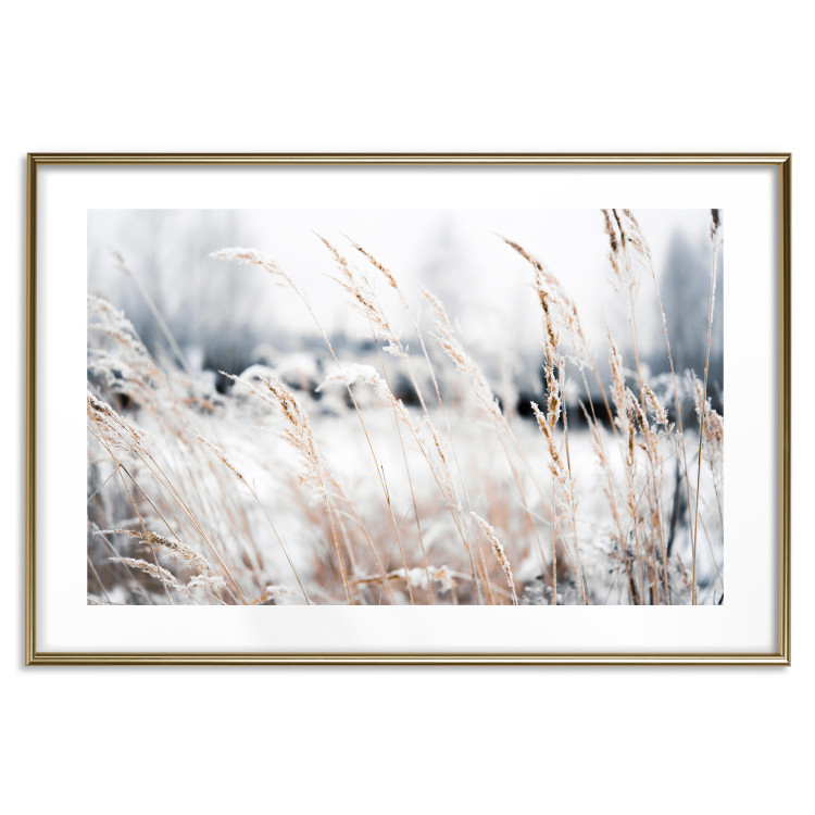 Wall Poster Land of Ice - winter landscape of a meadow with golden plants on a light background 129831 additionalImage 14