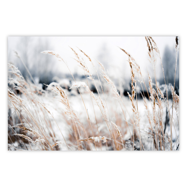 Wall Poster Land of Ice - winter landscape of a meadow with golden plants on a light background 129831