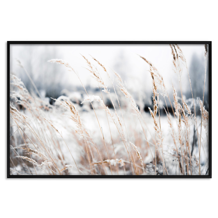 Wall Poster Land of Ice - winter landscape of a meadow with golden plants on a light background 129831 additionalImage 16