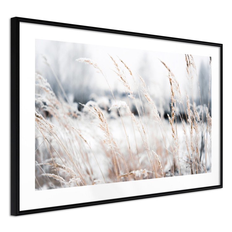 Wall Poster Land of Ice - winter landscape of a meadow with golden plants on a light background 129831 additionalImage 7
