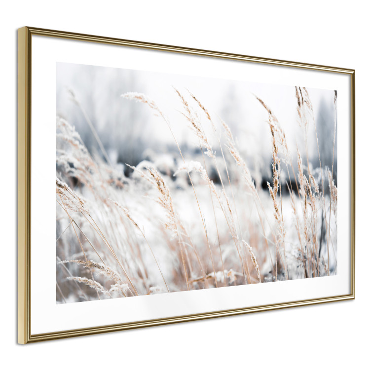 Wall Poster Land of Ice - winter landscape of a meadow with golden plants on a light background 129831 additionalImage 8