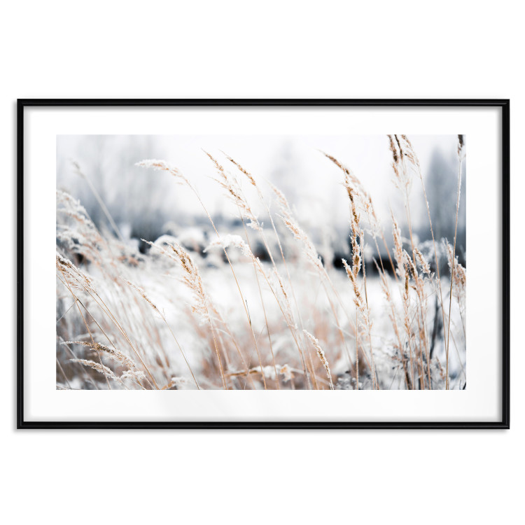 Wall Poster Land of Ice - winter landscape of a meadow with golden plants on a light background 129831 additionalImage 15