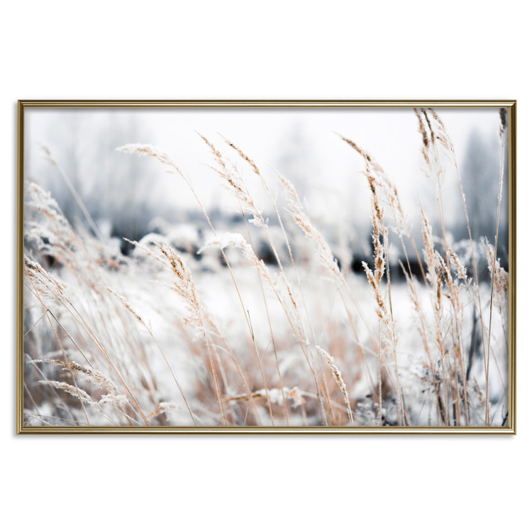 Wall Poster Land of Ice - winter landscape of a meadow with golden plants on a light background 129831 additionalImage 17