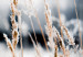 Wall Poster Land of Ice - winter landscape of a meadow with golden plants on a light background 129831 additionalThumb 10