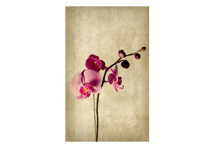 Photo Wallpaper Orchid, strength and subtlety 60631 additionalImage 1