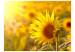 Wall Mural Summer Flowers - Macro Shot with Sunflower in Sun Rays 60731 additionalThumb 1