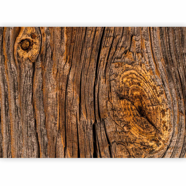 Photo Wallpaper Old tree - brown background with texture of rough bark with irregularities 91631 additionalImage 5