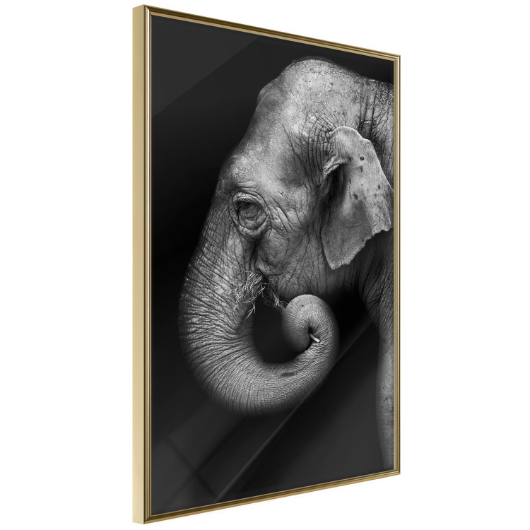 Wall Poster Elephant Portrait - black and white composition with an African animal 116441 additionalImage 12
