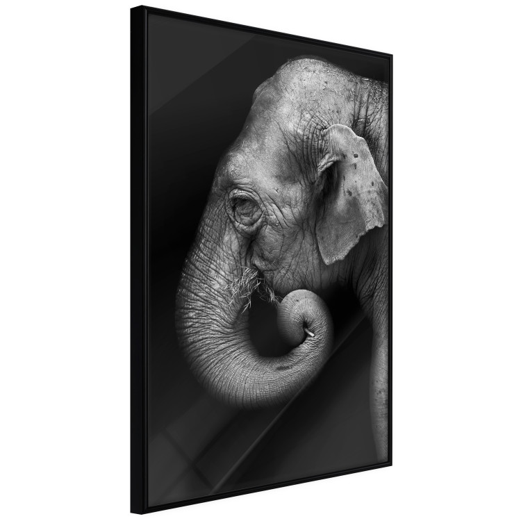 Wall Poster Elephant Portrait - black and white composition with an African animal 116441 additionalImage 10