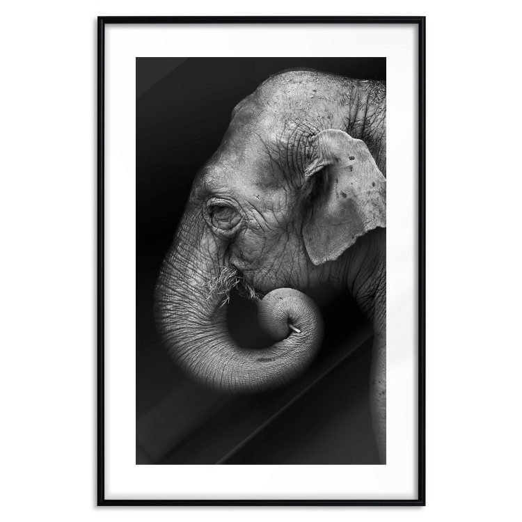 Wall Poster Elephant Portrait - black and white composition with an African animal 116441 additionalImage 15