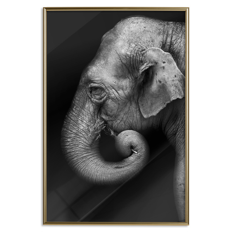 Wall Poster Elephant Portrait - black and white composition with an African animal 116441 additionalImage 16