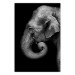 Wall Poster Elephant Portrait - black and white composition with an African animal 116441
