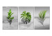 Canvas Print Plants (Collection) 116841