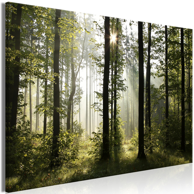 Large canvas print Forest: Beautiful Morning [Large Format] 128641 additionalImage 3