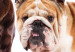 Wall Mural Animal portrait - dogs with a brown labrador in the centre on a white background 129041 additionalThumb 7