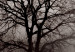 Canvas Dormant Power in the Tree (1-piece) Vertical - dark tree in the mist 130241 additionalThumb 5