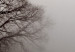 Canvas Dormant Power in the Tree (1-piece) Vertical - dark tree in the mist 130241 additionalThumb 4