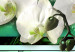 Canvas April (3-part) - white orchid flowers on a teal background 53141 additionalThumb 4