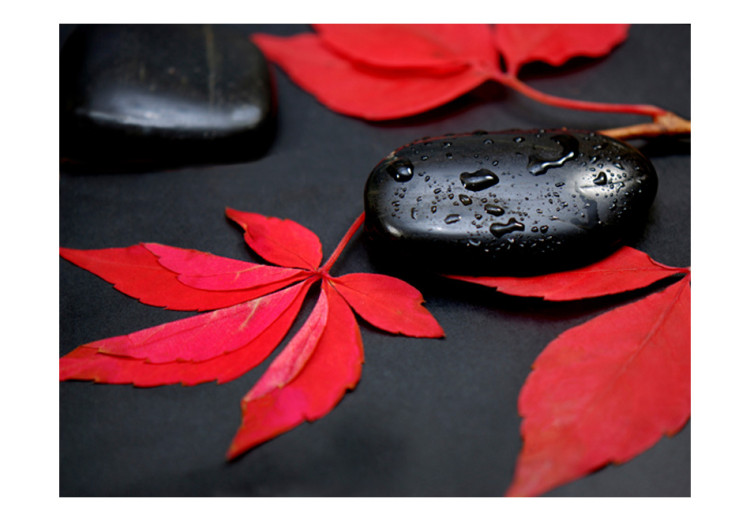 Photo Wallpaper Intensity of Shades - Red Leaves and Black Stones in Droplets 59841 additionalImage 1