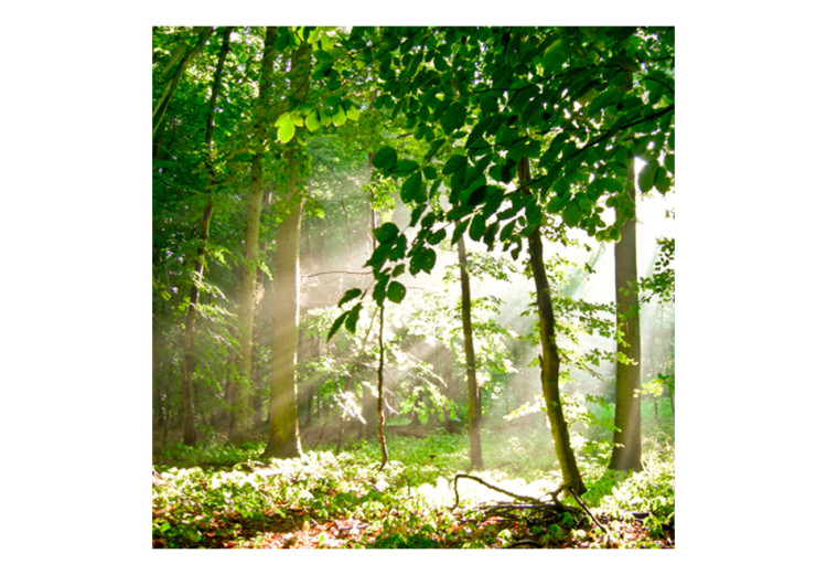 Photo Wallpaper Forest - Summer - Forest Landscape with Trees Full of Green Leaves in the Sun 60541 additionalImage 1