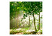 Photo Wallpaper Forest - Summer - Forest Landscape with Trees Full of Green Leaves in the Sun 60541 additionalThumb 1