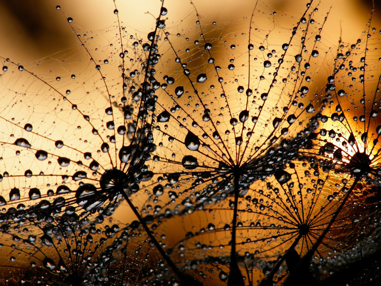 Wall Mural Dandelions in the Rain - Nature with Close-up of Flowers in Water Droplets 60741