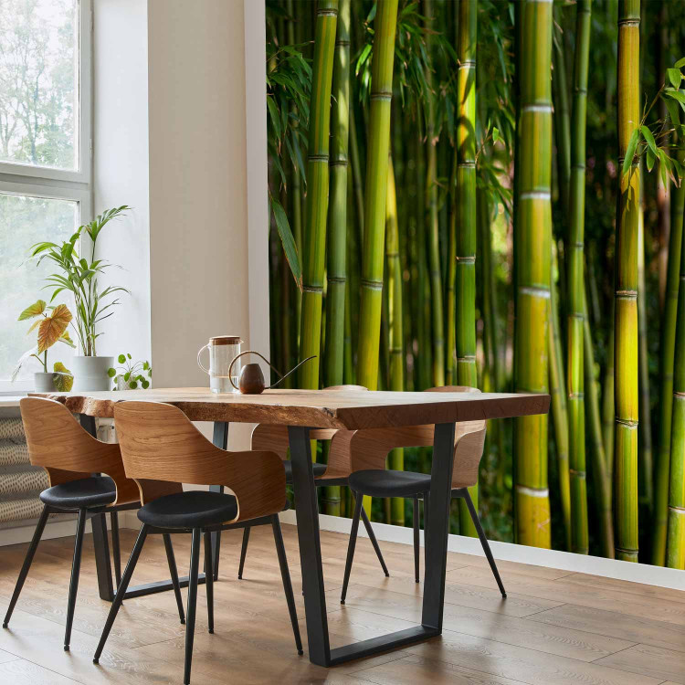 Photo Wallpaper Japanese Theme - Oriental Forest with Bamboo Stems at the Center 61441 additionalImage 4
