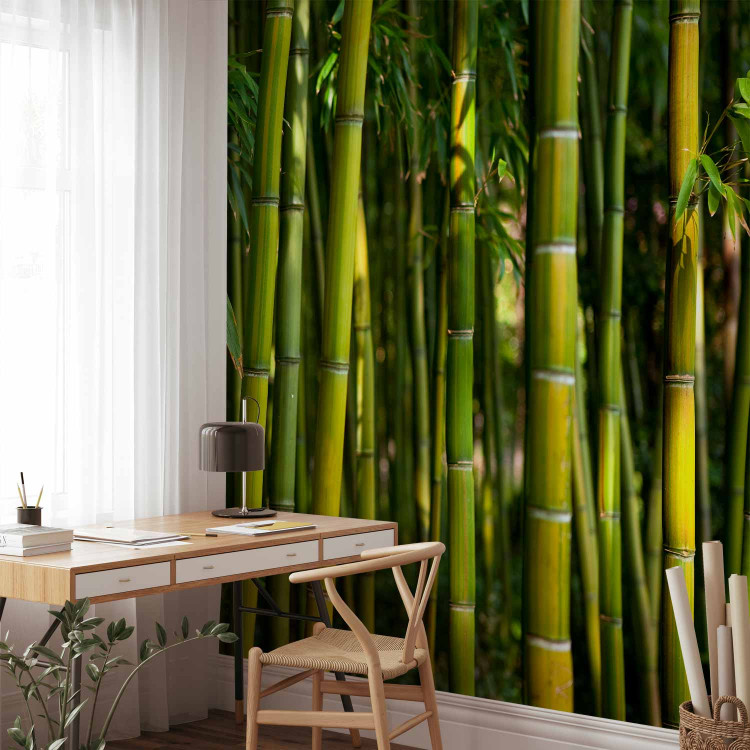 Photo Wallpaper Japanese Theme - Oriental Forest with Bamboo Stems at the Center 61441