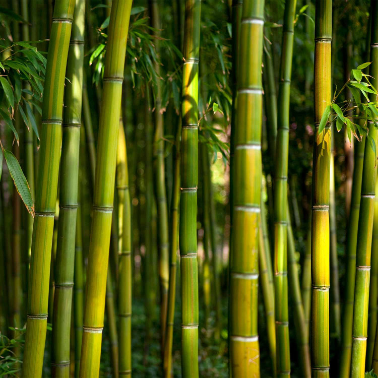Photo Wallpaper Japanese Theme - Oriental Forest with Bamboo Stems at the Center 61441 additionalImage 1