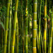 Photo Wallpaper Japanese Theme - Oriental Forest with Bamboo Stems at the Center 61441 additionalThumb 1