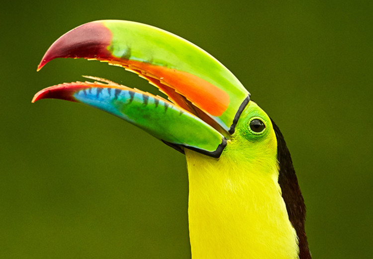 Wall Poster Toucan - colorful bird sitting on a branch among tropical leaves 116451 additionalImage 9