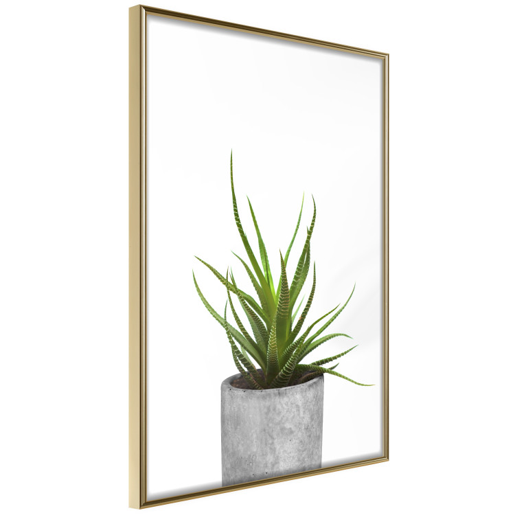Wall Poster Haworthia - simple composition with a green plant in a concrete pot 116651 additionalImage 3