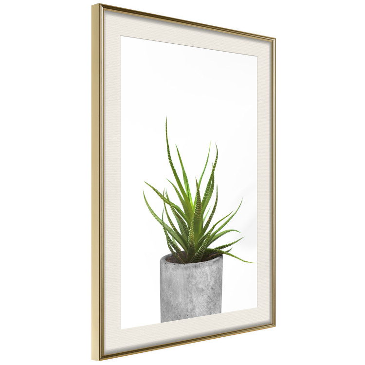Wall Poster Haworthia - simple composition with a green plant in a concrete pot 116651 additionalImage 14