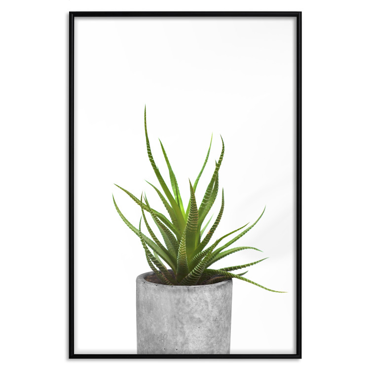 Wall Poster Haworthia - simple composition with a green plant in a concrete pot 116651 additionalImage 24