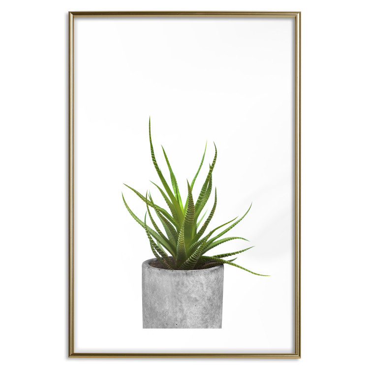 Wall Poster Haworthia - simple composition with a green plant in a concrete pot 116651 additionalImage 14