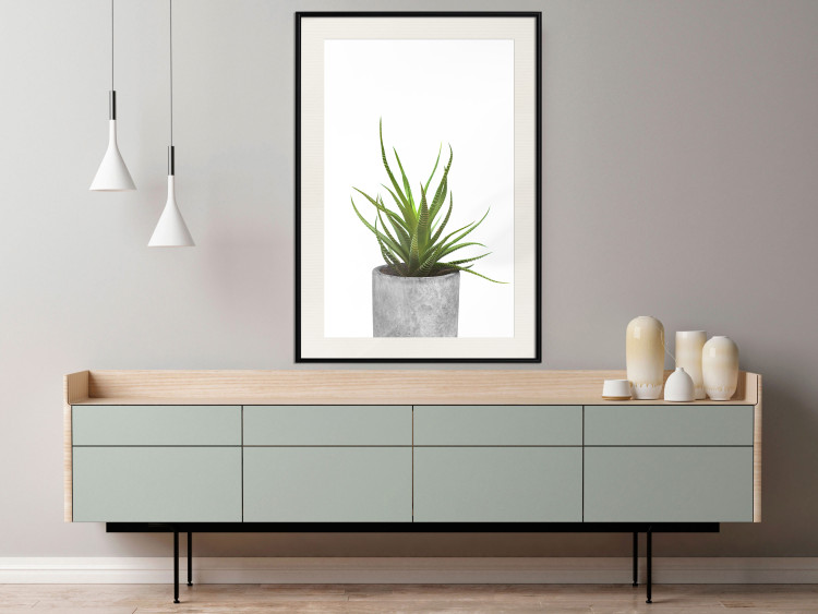 Wall Poster Haworthia - simple composition with a green plant in a concrete pot 116651 additionalImage 22