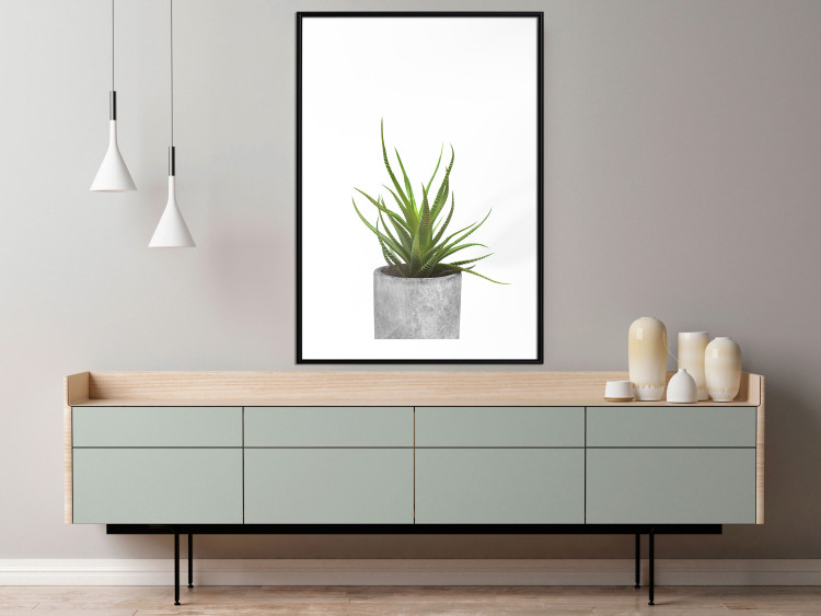 Wall Poster Haworthia - simple composition with a green plant in a concrete pot 116651 additionalImage 9