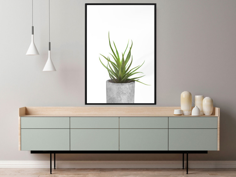 Wall Poster Haworthia - simple composition with a green plant in a concrete pot 116651 additionalImage 7