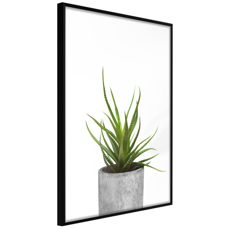 Wall Poster Haworthia - simple composition with a green plant in a concrete pot 116651 additionalImage 2