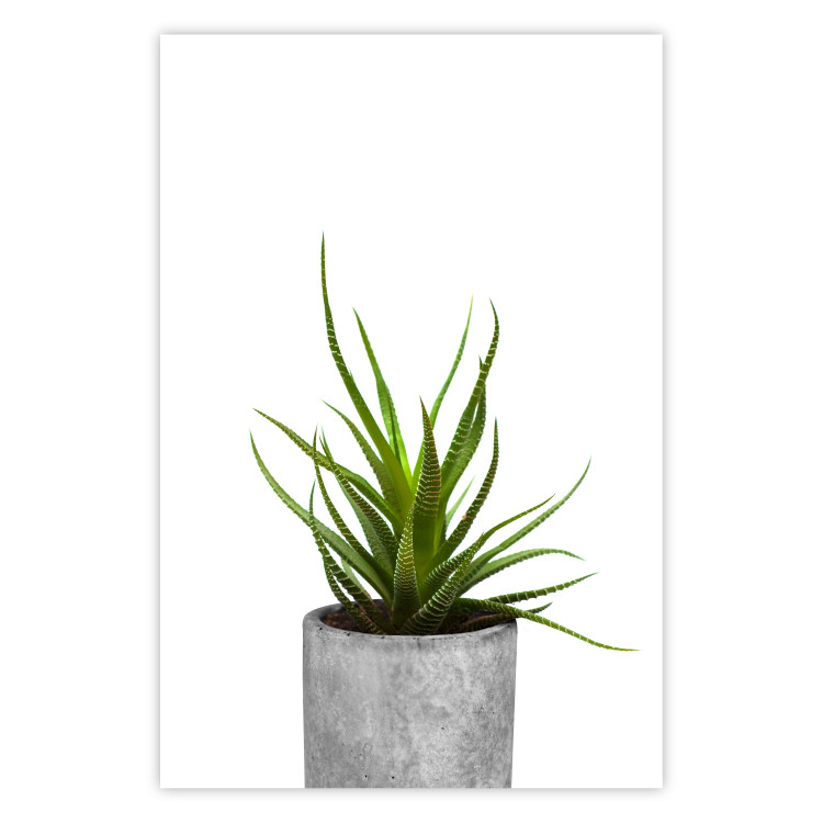 Wall Poster Haworthia - simple composition with a green plant in a concrete pot 116651
