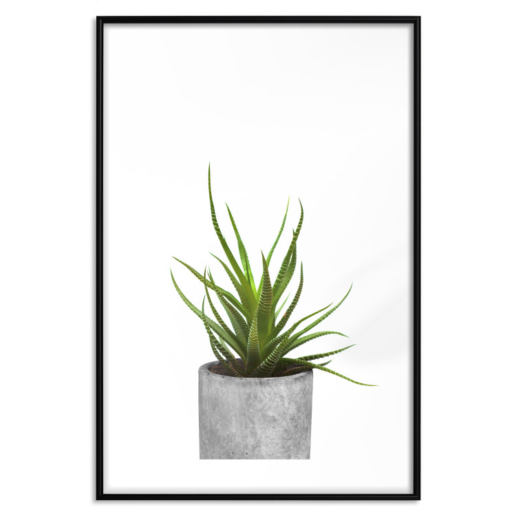 Wall Poster Haworthia - simple composition with a green plant in a concrete pot 116651 additionalImage 15