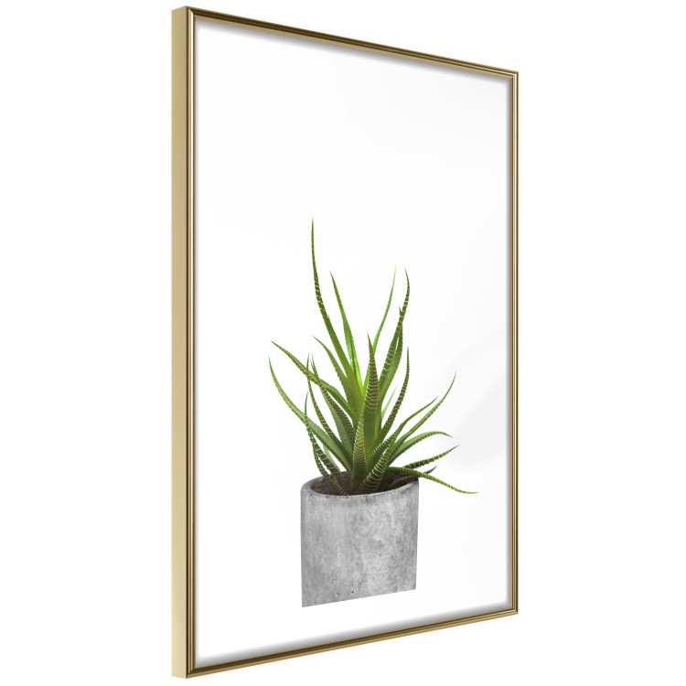 Wall Poster Haworthia - simple composition with a green plant in a concrete pot 116651 additionalImage 11