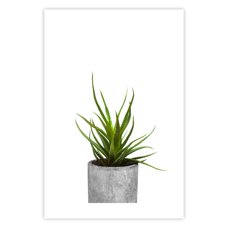 Wall Poster Haworthia - simple composition with a green plant in a concrete pot 116651 additionalImage 25