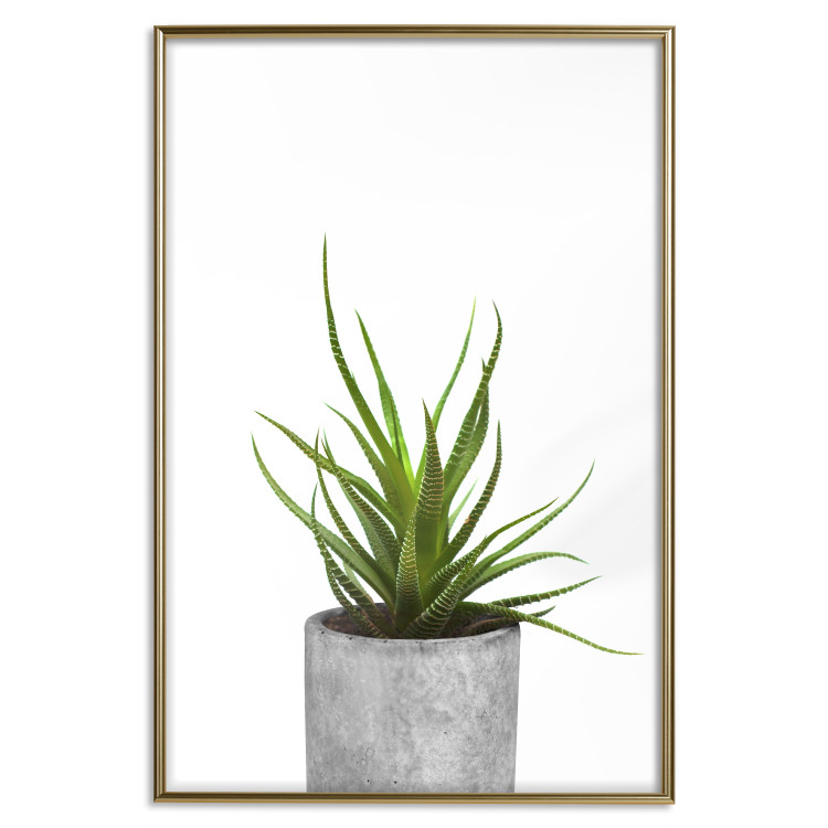 Wall Poster Haworthia - simple composition with a green plant in a concrete pot 116651 additionalImage 16